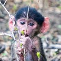 212 FacebookHeader ZMB NOR SouthLuangwa 2016DEC10 NP 009  Can't help but admire nature when a young fella like this keeps trying to hide behind a twig, but reaches out to you at the same time. — @ South Luangwa National Park, Southern Province, Zambia : 2016, 2016 - African Adventures, Africa, Date, December, Eastern, Month, National Park, Northern, Places, South Luangwa, Trips, Year, Zambia