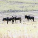 TZA ARU Ngorongoro 2016DEC23 043 : 2016, 2016 - African Adventures, Africa, Arusha, Date, December, Eastern, Month, Ngorongoro, Places, Tanzania, Trips, Year