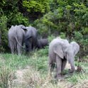 TZA MOR Mikumi 2016DEC16 MkataRiver 008 : 2016, 2016 - African Adventures, Africa, Date, December, Eastern, Mikumi, Mkata River, Month, Morogoro, Places, Tanzania, Trips, Year