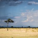 TZA MOR Mikumi 2016DEC16 NP 019 : 2016, 2016 - African Adventures, Africa, Date, December, Eastern, Mikumi, Month, Morogoro, National Park, Places, Tanzania, Trips, Year