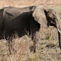 TZA MOR Mikumi 2016DEC16 NP 030 : 2016, 2016 - African Adventures, Africa, Date, December, Eastern, Mikumi, Month, Morogoro, National Park, Places, Tanzania, Trips, Year