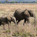 TZA MOR Mikumi 2016DEC16 NP 032 : 2016, 2016 - African Adventures, Africa, Date, December, Eastern, Mikumi, Month, Morogoro, National Park, Places, Tanzania, Trips, Year