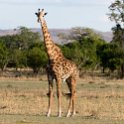 TZA MOR Mikumi 2016DEC16 NP 064 : 2016, 2016 - African Adventures, Africa, Date, December, Eastern, Mikumi, Month, Morogoro, National Park, Places, Tanzania, Trips, Year