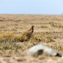 TZA ARU Shinyanga 2016DEC23 RoadB144 001 : 2016, 2016 - African Adventures, Africa, Date, December, Eastern, Month, Places, Road B144, Serengeti National Park, Shinyanga, Tanzania, Trips, Year