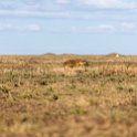 TZA ARU Shinyanga 2016DEC23 RoadB144 010 : 2016, 2016 - African Adventures, Africa, Date, December, Eastern, Month, Places, Road B144, Serengeti National Park, Shinyanga, Tanzania, Trips, Year