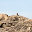 TZA SHI SerengetiNP 2016DEC25 Moru4Area 001 : 2016, 2016 - African Adventures, Africa, Date, December, Eastern, Month, Moru 4 Area, Places, Serengeti National Park, Shinyanga, Tanzania, Trips, Year