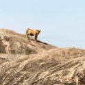 TZA SHI SerengetiNP 2016DEC25 Moru4Area 005 : 2016, 2016 - African Adventures, Africa, Date, December, Eastern, Month, Moru 4 Area, Places, Serengeti National Park, Shinyanga, Tanzania, Trips, Year