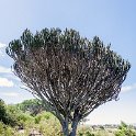 TZA SHI SerengetiNP 2016DEC25 Moru4Area 015 : 2016, 2016 - African Adventures, Africa, Date, December, Eastern, Month, Moru 4 Area, Places, Serengeti National Park, Shinyanga, Tanzania, Trips, Year