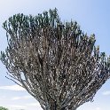 TZA SHI SerengetiNP 2016DEC25 Moru4Area 021 : 2016, 2016 - African Adventures, Africa, Date, December, Eastern, Month, Moru 4 Area, Places, Serengeti National Park, Shinyanga, Tanzania, Trips, Year