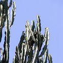 TZA SHI SerengetiNP 2016DEC25 Moru4Area 022 : 2016, 2016 - African Adventures, Africa, Date, December, Eastern, Month, Moru 4 Area, Places, Serengeti National Park, Shinyanga, Tanzania, Trips, Year