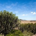 TZA SHI SerengetiNP 2016DEC25 Moru4Area 023 : 2016, 2016 - African Adventures, Africa, Date, December, Eastern, Month, Moru 4 Area, Places, Serengeti National Park, Shinyanga, Tanzania, Trips, Year