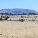 TZA SHI SerengetiNP 2016DEC25 Moru4Area 026 : 2016, 2016 - African Adventures, Africa, Date, December, Eastern, Month, Moru 4 Area, Places, Serengeti National Park, Shinyanga, Tanzania, Trips, Year