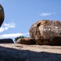TZA SHI SerengetiNP 2016DEC25 Moru4Area 042 : 2016, 2016 - African Adventures, Africa, Date, December, Eastern, Month, Moru 4 Area, Places, Serengeti National Park, Shinyanga, Tanzania, Trips, Year
