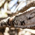 TZA SHI SerengetiNP 2016DEC25 Moru4Area 048 : 2016, 2016 - African Adventures, Africa, Date, December, Eastern, Month, Moru 4 Area, Places, Serengeti National Park, Shinyanga, Tanzania, Trips, Year