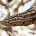 TZA SHI SerengetiNP 2016DEC25 Moru4Area 049 : 2016, 2016 - African Adventures, Africa, Date, December, Eastern, Month, Moru 4 Area, Places, Serengeti National Park, Shinyanga, Tanzania, Trips, Year