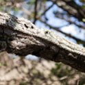 TZA SHI SerengetiNP 2016DEC25 Moru4Area 050 : 2016, 2016 - African Adventures, Africa, Date, December, Eastern, Month, Moru 4 Area, Places, Serengeti National Park, Shinyanga, Tanzania, Trips, Year