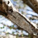 TZA SHI SerengetiNP 2016DEC25 Moru4Area 051 : 2016, 2016 - African Adventures, Africa, Date, December, Eastern, Month, Moru 4 Area, Places, Serengeti National Park, Shinyanga, Tanzania, Trips, Year