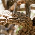 TZA SHI SerengetiNP 2016DEC25 Moru4Area 052 : 2016, 2016 - African Adventures, Africa, Date, December, Eastern, Month, Moru 4 Area, Places, Serengeti National Park, Shinyanga, Tanzania, Trips, Year