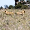TZA SHI SerengetiNP 2016DEC25 Moru4Area 053 : 2016, 2016 - African Adventures, Africa, Date, December, Eastern, Month, Moru 4 Area, Places, Serengeti National Park, Shinyanga, Tanzania, Trips, Year