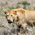 TZA SHI SerengetiNP 2016DEC25 Moru4Area 055 : 2016, 2016 - African Adventures, Africa, Date, December, Eastern, Month, Moru 4 Area, Places, Serengeti National Park, Shinyanga, Tanzania, Trips, Year