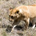 TZA SHI SerengetiNP 2016DEC25 Moru4Area 060 : 2016, 2016 - African Adventures, Africa, Date, December, Eastern, Month, Moru 4 Area, Places, Serengeti National Park, Shinyanga, Tanzania, Trips, Year