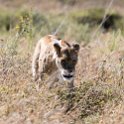 TZA SHI SerengetiNP 2016DEC25 LakeMagadi 003 : 2016, 2016 - African Adventures, Africa, Date, December, Eastern, Month, Northern Lake Magadi, Places, Serengeti National Park, Shinyanga, Tanzania, Trips, Year