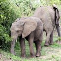 ZMB EAS SouthLuangwa 2016DEC10 KapaniLodge 040 : 2016, 2016 - African Adventures, Africa, Date, December, Eastern, Kapani Lodge, Mfuwe, Month, Places, South Luangwa, Trips, Year, Zambia