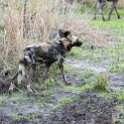 ZMB NOR SouthLuangwa 2016DEC10 NP 030 : 2016, 2016 - African Adventures, Africa, Date, December, Eastern, Month, National Park, Northern, Places, South Luangwa, Trips, Year, Zambia