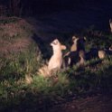 ZMB NOR SouthLuangwa 2016DEC10 NP 081 : 2016, 2016 - African Adventures, Africa, Date, December, Eastern, Month, National Park, Northern, Places, South Luangwa, Trips, Year, Zambia