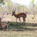 BWA NW Chobe 2016DEC04 NP 012 : 2016, 2016 - African Adventures, Africa, Botswana, Chobe National Park, Date, December, Month, Northwest, Places, Southern, Trips, Year
