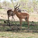 BWA NW Chobe 2016DEC04 NP 015 : 2016, 2016 - African Adventures, Africa, Botswana, Chobe National Park, Date, December, Month, Northwest, Places, Southern, Trips, Year