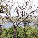 BWA NW Chobe 2016DEC04 NP 021 : 2016, 2016 - African Adventures, Africa, Botswana, Chobe National Park, Date, December, Month, Northwest, Places, Southern, Trips, Year