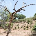 BWA NW Chobe 2016DEC04 NP 028 : 2016, 2016 - African Adventures, Africa, Botswana, Chobe National Park, Date, December, Month, Northwest, Places, Southern, Trips, Year