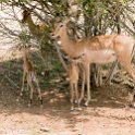BWA NW Chobe 2016DEC04 NP 029 : 2016, 2016 - African Adventures, Africa, Botswana, Chobe National Park, Date, December, Month, Northwest, Places, Southern, Trips, Year