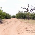 BWA NW Chobe 2016DEC04 NP 036 : 2016, 2016 - African Adventures, Africa, Botswana, Chobe National Park, Date, December, Month, Northwest, Places, Southern, Trips, Year