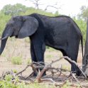 BWA NW Chobe 2016DEC04 NP 040 : 2016, 2016 - African Adventures, Africa, Botswana, Chobe National Park, Date, December, Month, Northwest, Places, Southern, Trips, Year