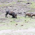 BWA NW Chobe 2016DEC04 NP 059 : 2016, 2016 - African Adventures, Africa, Botswana, Chobe National Park, Date, December, Month, Northwest, Places, Southern, Trips, Year