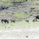 BWA NW Chobe 2016DEC04 NP 060 : 2016, 2016 - African Adventures, Africa, Botswana, Chobe National Park, Date, December, Month, Northwest, Places, Southern, Trips, Year