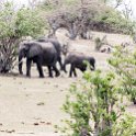 BWA NW Chobe 2016DEC04 NP 074 : 2016, 2016 - African Adventures, Africa, Botswana, Chobe National Park, Date, December, Month, Northwest, Places, Southern, Trips, Year