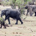 BWA NW Chobe 2016DEC04 NP 077 : 2016, 2016 - African Adventures, Africa, Botswana, Chobe National Park, Date, December, Month, Northwest, Places, Southern, Trips, Year