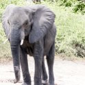 BWA NW Chobe 2016DEC04 NP 080 : 2016, 2016 - African Adventures, Africa, Botswana, Chobe National Park, Date, December, Month, Northwest, Places, Southern, Trips, Year