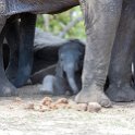 BWA NW Chobe 2016DEC04 NP 099 : 2016, 2016 - African Adventures, Africa, Botswana, Chobe National Park, Date, December, Month, Northwest, Places, Southern, Trips, Year