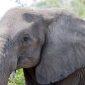 BWA NW Chobe 2016DEC04 NP 110 : 2016, 2016 - African Adventures, Africa, Botswana, Chobe National Park, Date, December, Month, Northwest, Places, Southern, Trips, Year