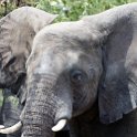 BWA NW Chobe 2016DEC04 NP 112 : 2016, 2016 - African Adventures, Africa, Botswana, Chobe National Park, Date, December, Month, Northwest, Places, Southern, Trips, Year