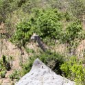 BWA NW Chobe 2016DEC04 NP 132 : 2016, 2016 - African Adventures, Africa, Botswana, Chobe National Park, Date, December, Month, Northwest, Places, Southern, Trips, Year