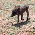 BWA NW Chobe 2016DEC04 NP 139 : 2016, 2016 - African Adventures, Africa, Botswana, Chobe National Park, Date, December, Month, Northwest, Places, Southern, Trips, Year