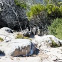 ZAF WC SimonsTown 2016NOV14 Boulders 003 : 2016, 2016 - African Adventures, Africa, November, South Africa, Southern, Western Cape, Simons Town, Cape Town, Boulders