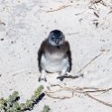 ZAF WC SimonsTown 2016NOV14 Boulders 008 : 2016, 2016 - African Adventures, Africa, November, South Africa, Southern, Western Cape, Simons Town, Cape Town, Boulders