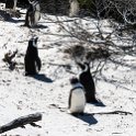 ZAF WC SimonsTown 2016NOV14 Boulders 011 : 2016, 2016 - African Adventures, Africa, November, South Africa, Southern, Western Cape, Simons Town, Cape Town, Boulders