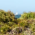 ZAF WC SimonsTown 2016NOV14 Boulders 012 : 2016, 2016 - African Adventures, Africa, November, South Africa, Southern, Western Cape, Simons Town, Cape Town, Boulders